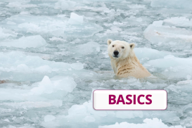 Die Arktis im Wandel